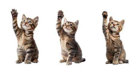 Wall Mural - sitting cat raised its paw looks at an object, cat giving high five, cat rising her hand isolated on transparent background