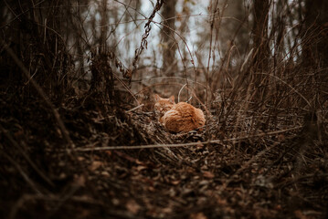 Orange Cat Outside Woods