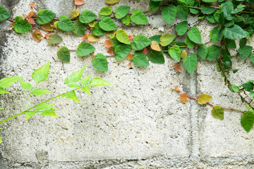 A wall with green ivy growing on it