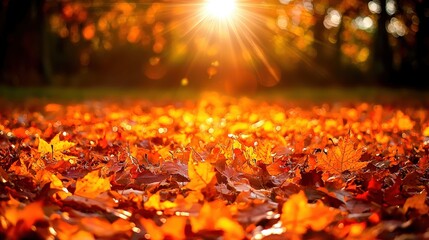 Poster - Warm sunlight filters through trees, casting a golden glow on a carpet of colorful autumn leaves scattered across the ground. The serene atmosphere captures the essence of fall