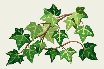 Wall Mural - Ivy, watercolor clipart illustration with isolated background.
