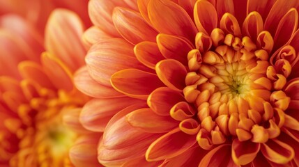 Wall Mural - Close-up of vibrant orange flowers with intricate petal details.