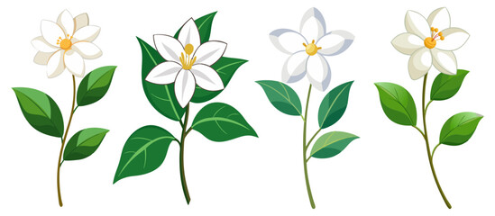 Wall Mural - Illustration Of Jasmine Flowers With Leaves -looming jasmine flowers with vibrant green leaves. Perfect for botanical art, nature themes, and floral designs conveying freshness and elegance.