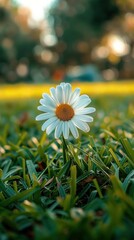 Wall Mural - A single daisy stands tall in a field of green grass. AI.