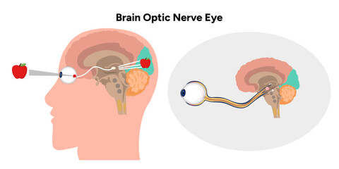 Canvas Print - Brain optic nerve eye and eye anatomy