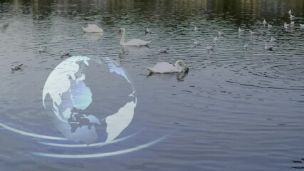 Wall Mural - Globe animation over swans swimming in lake