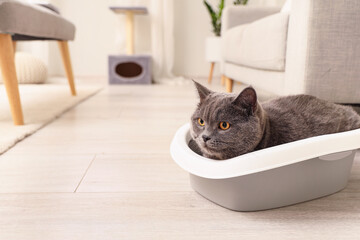 Wall Mural - Cute British Shorthair cat in litter box at home