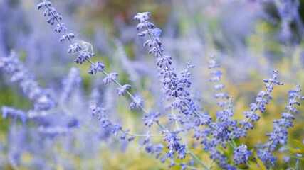 Canvas Print - Close up shot of Lavender flowers in the garden during summer