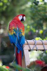 scarlet macaw ara