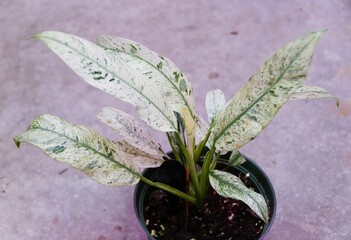 Wall Mural - Beautiful green and white mint leaves of Epipremnum Giganteum variegated