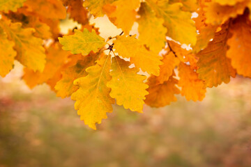 Wall Mural - abstract autumn nature wallpaper with yellow oak leaves close-up, autumn mood,