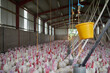 © Sanc/peopleimages.com - Factory, farm and group of turkeys in barn or warehouse for industrial meat farming or sustainability. Animals, feed and domestic birds in indoor poultry business, food industry and grain production