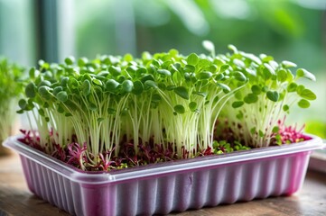 Canvas Print - Fresh microgreens growing in a container
