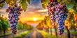 © LA Stock Vision - Vineyard Sunset, Grapes Hanging, Golden Hour, Sunset, Vineyard, Wine, Grapes