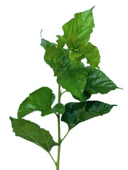 Poster - Green Mulberry leaves on mulberry tree twig, the leaves are used as food for silkworms