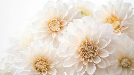 Wall Mural - white dahlias.