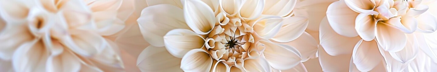 Wall Mural - white dahlias.