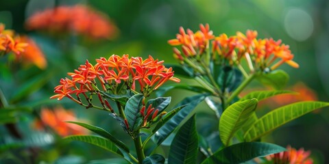 Poster - Flowering plant of Rubiaceae family with red and orange blooms known as Ixora coccinea Red Rangan Jungle Geranium Flame of the Woods West Indian Jasmine