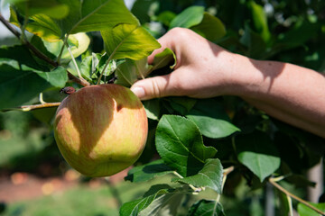 hand holds a branch with an apple among the leaves of an apple tree.