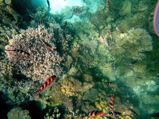 Wall Mural - Exploring the Vibrant Coral Reef Life in Red Sea at Hurghada During Tropical Underwater Adventure