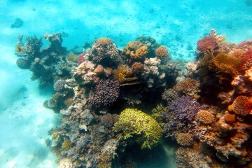 Wall Mural - Exploring the Vibrant Coral Reef of the Red Sea in Hurghada, Egypt During a Tropical Adventure