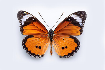 butterfly on a white background