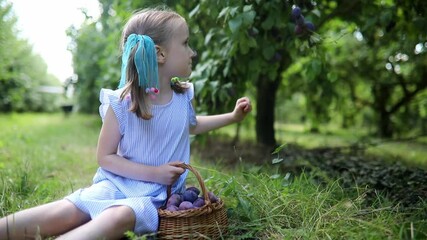 Wall Mural - Adorable preschooler girl picking fresh organic plums on farm. Delicious healthy snack for small children. Outdoor summer activities for little kids.