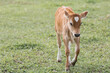 © Юлия Клюева - Livestock. Cows graze in a meadow. The concept of animal husbandry and rural life. Chipping of animals. A pet on an eco-farm. Agricultural industry.