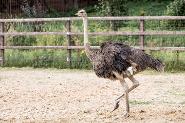 Poultry. Portrait of an ostrich in a pen. The concept of animal husbandry and rural life. Close-up. A pet on an eco-farm. Agricultural industry.