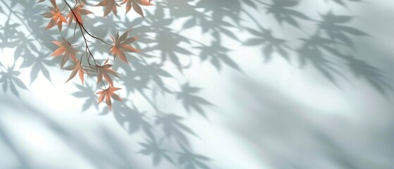 Poster - Shadowy Silhouette of a Branch with Maple Leaves on a White Wall