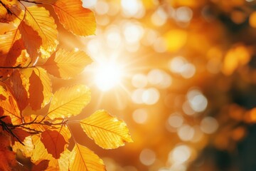 Canvas Print - golden autumn leaves backlit by the sun. this image is perfect for adding a warm and inviting feel t