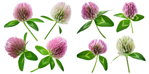 Variety of pink and white clover flowers with leaves isolated on transparent background