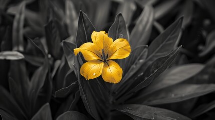 Wall Mural - A single yellow flower sits amidst a black and white textured background