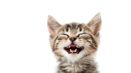 Poster - A playful kitten with a joyful expression, showcasing its playful nature.