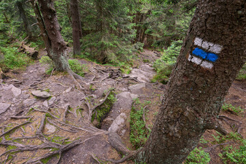 Exposed spruce roots on a forest path.