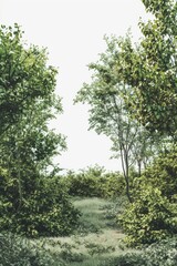 Canvas Print - A rural dirt road flanked by lush greenery, ideal for outdoor photography or scenic backgrounds