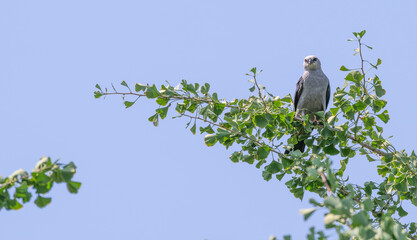mississippi kite perched in a tree.