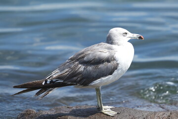 Wall Mural - black tailed gull in a seashore