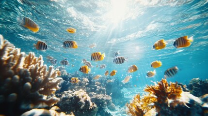 Poster - A school of tropical fish swimming through crystal-clear waters above a coral reef, with sunlight filtering down from the surface.
