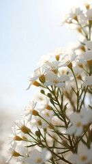 Wall Mural - delicate white flowers blooming in soft light