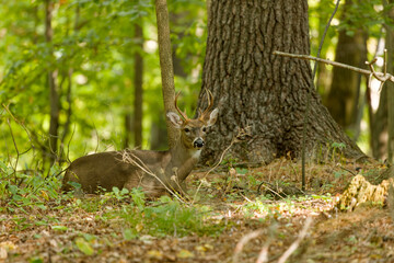 Wall Mural - the white-tailed deer or virginia deer (odocoileus virginianus) natural scene from wisconsin state f