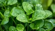 © Heng Heng - AI Stock - Closeup Macro Shot of Fresh Green Sorrel Plant Leaves with Natural Dew Drops on Isolated Clean Background  Organic Healthy Botanical Foliage Concept
