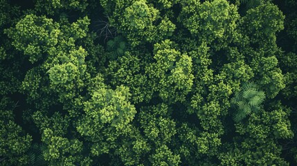 Poster - Aerial view of a lush green forest with treetops and undergrowth