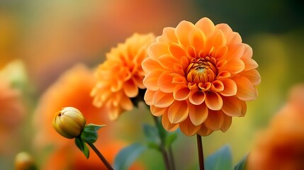 Poster - Close-Up of an Orange Dahlia Flower