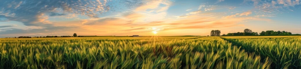 Canvas Print - Golden Sunset Over Wheat Field