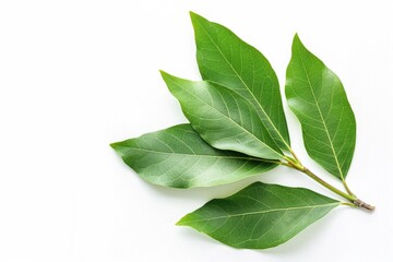 Poster - Two small green leaves sit on a white background