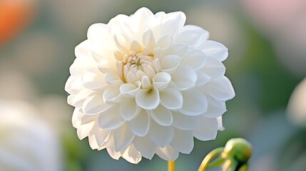 Sticker - Close-Up of a White Dahlia Bloom