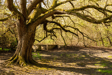 thriving tree with a thick trunk in a city park