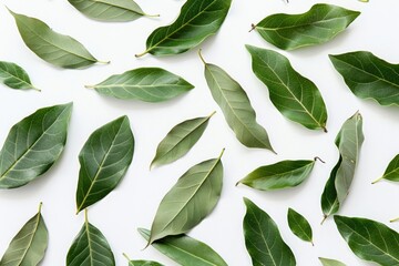Poster - A bunch of fresh green leaves arranged on a clean white surface