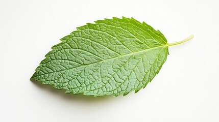 Mint leaf isolated. Fresh mint on white background. Mint leaf. Full depth of field. Perfect not AI mint leaf